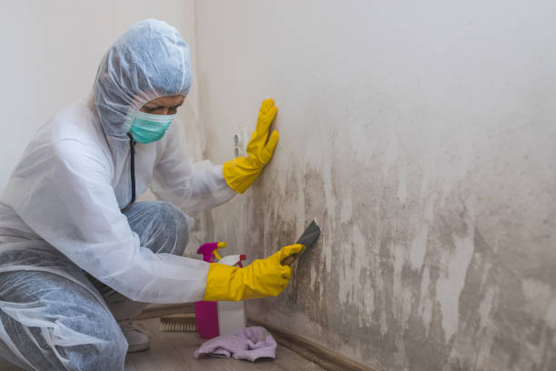 Best Emergency Mold Remediation  in Severna Park, MD